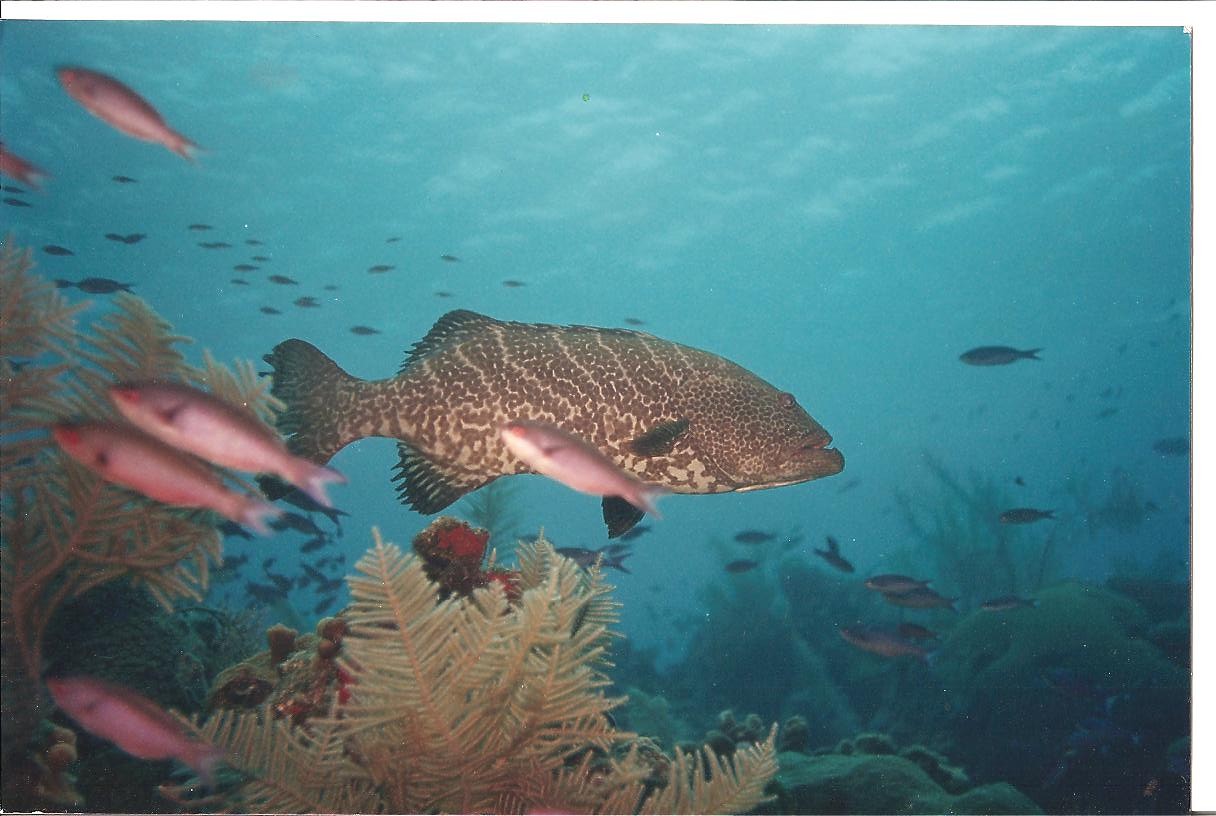 rock grouper