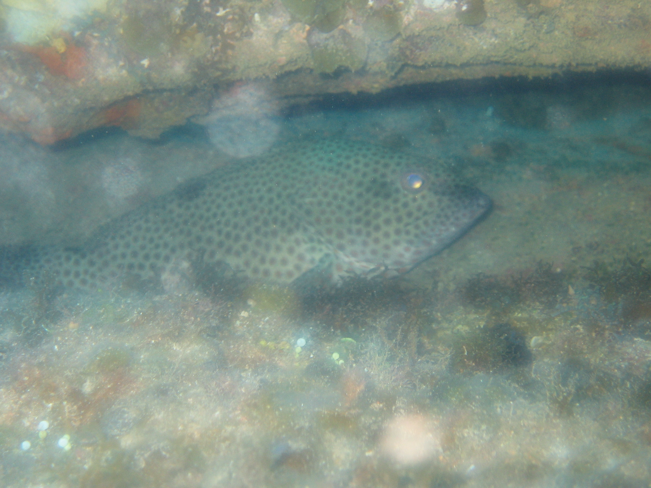 Rock Hind (I think) hiding under the De lasalle wreck off Nassau