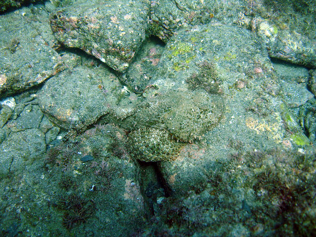 Rock Scorpionfish