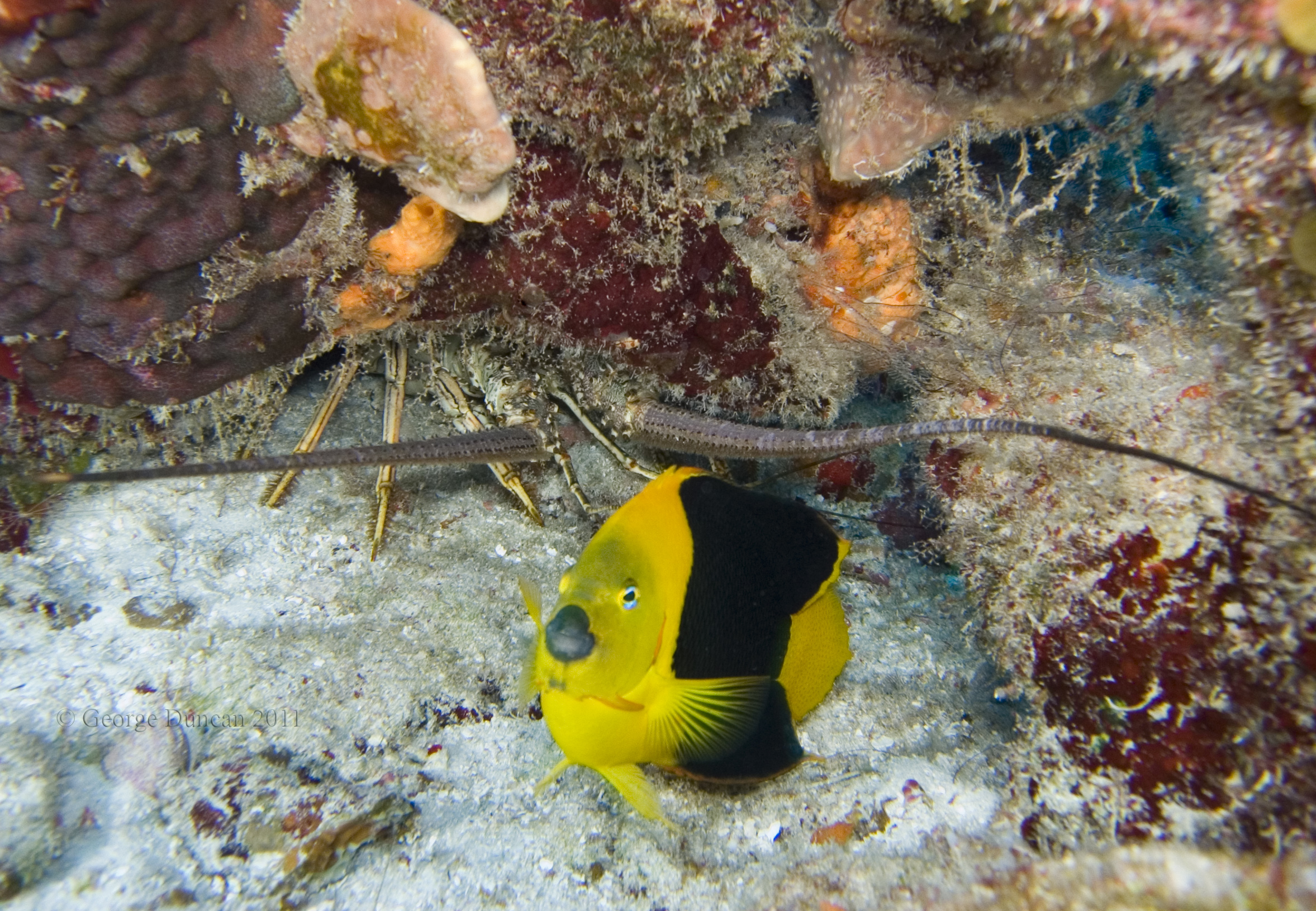 Rock_Beauty_and_Lobster