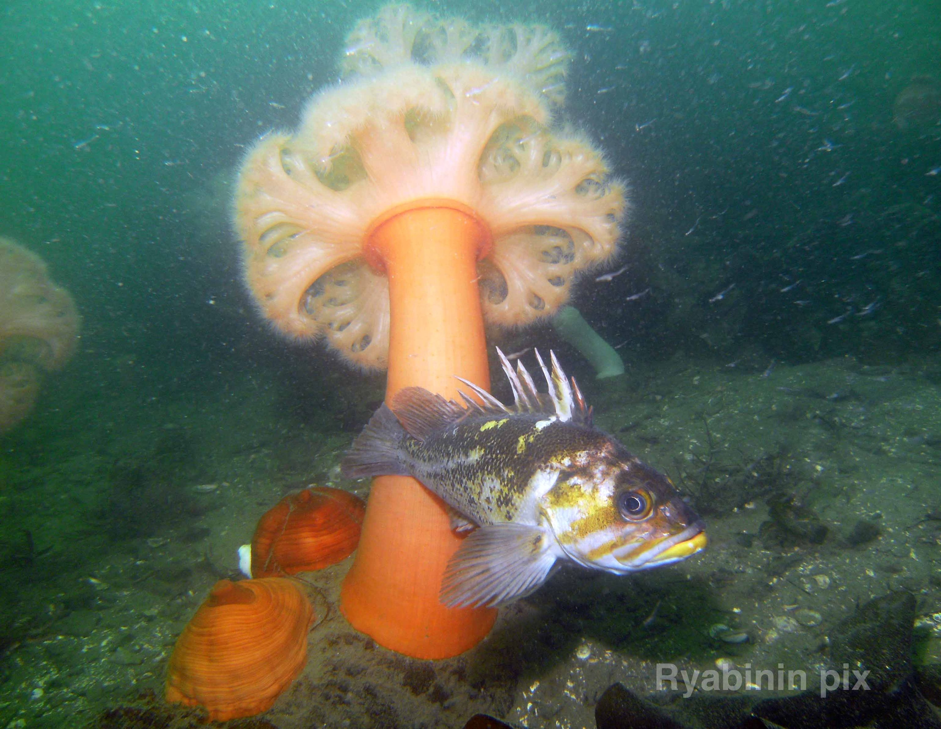 rockfish and anemone