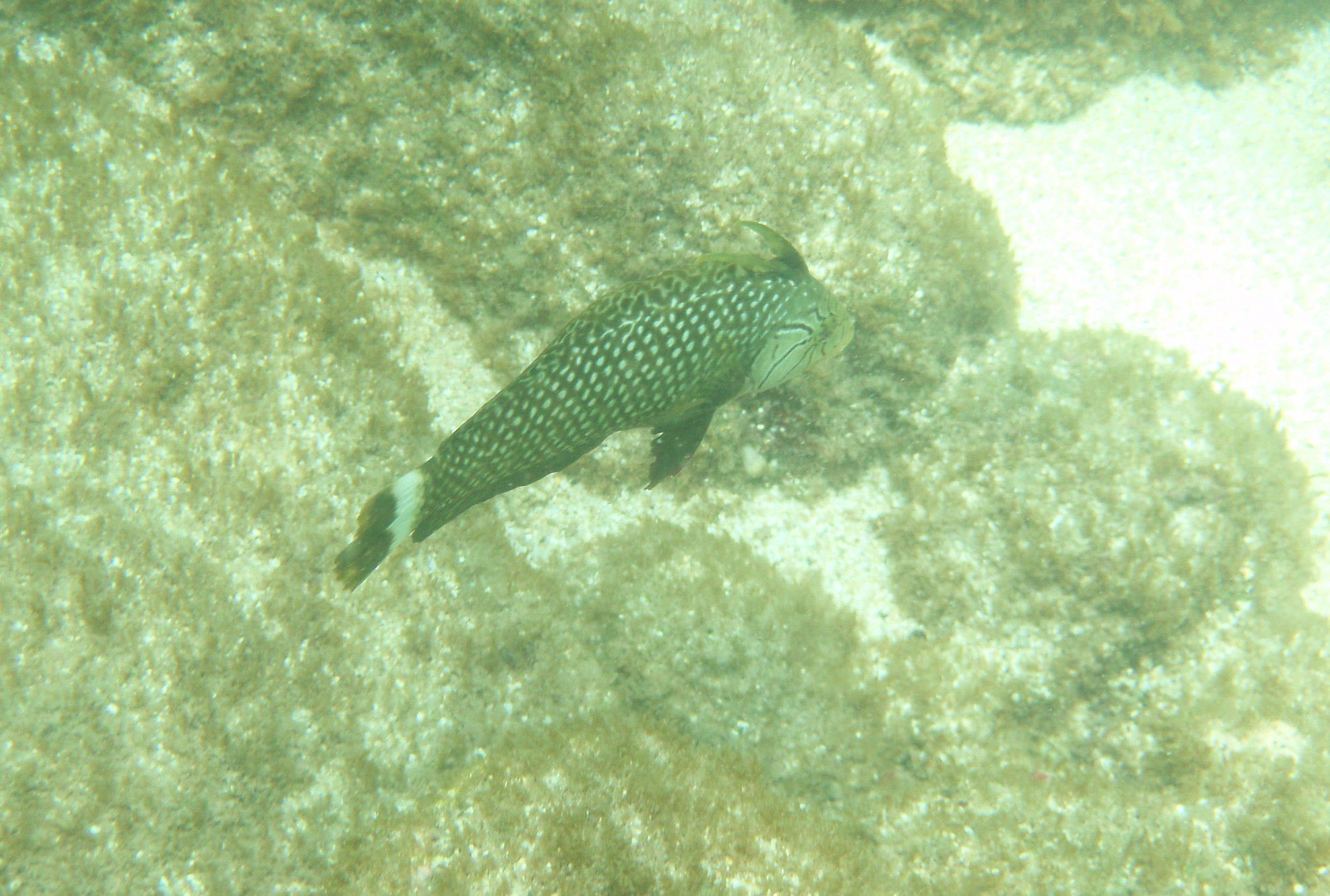 Rockmover Wrasse