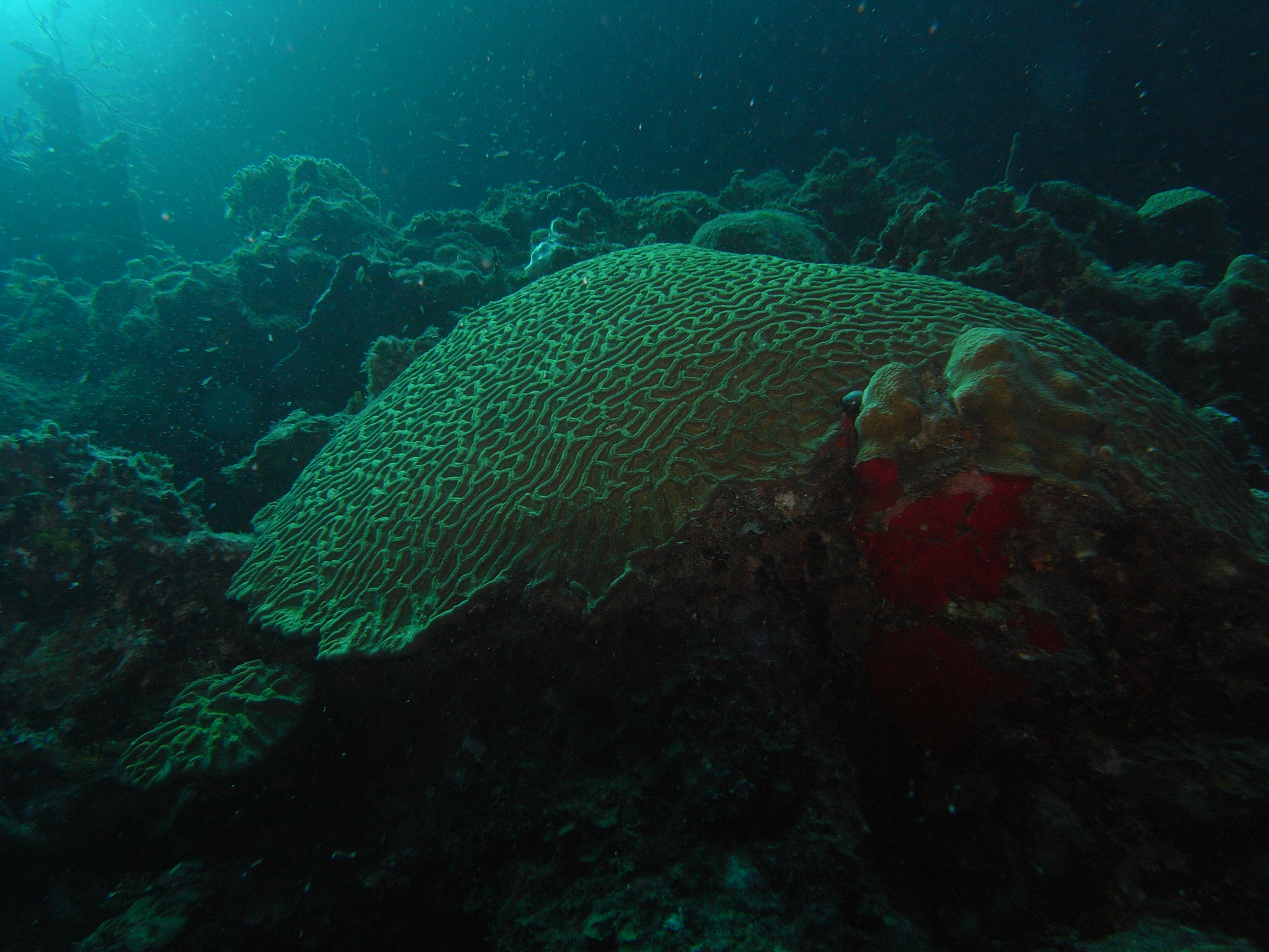 roitan sept 2011 2nd dive 50 ft max coco view