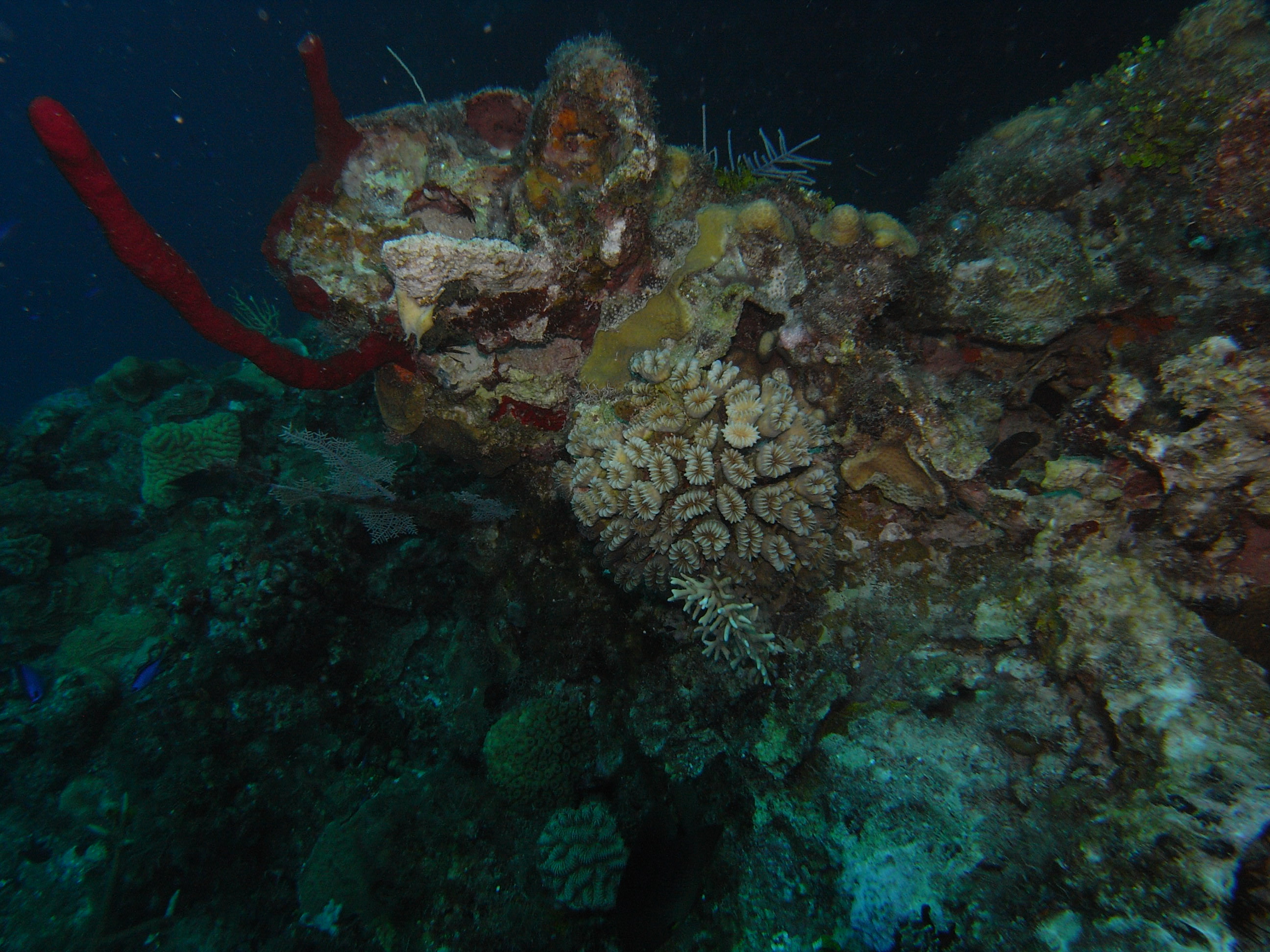 roitan sept 2011 2nd dive 50 ft max coco view