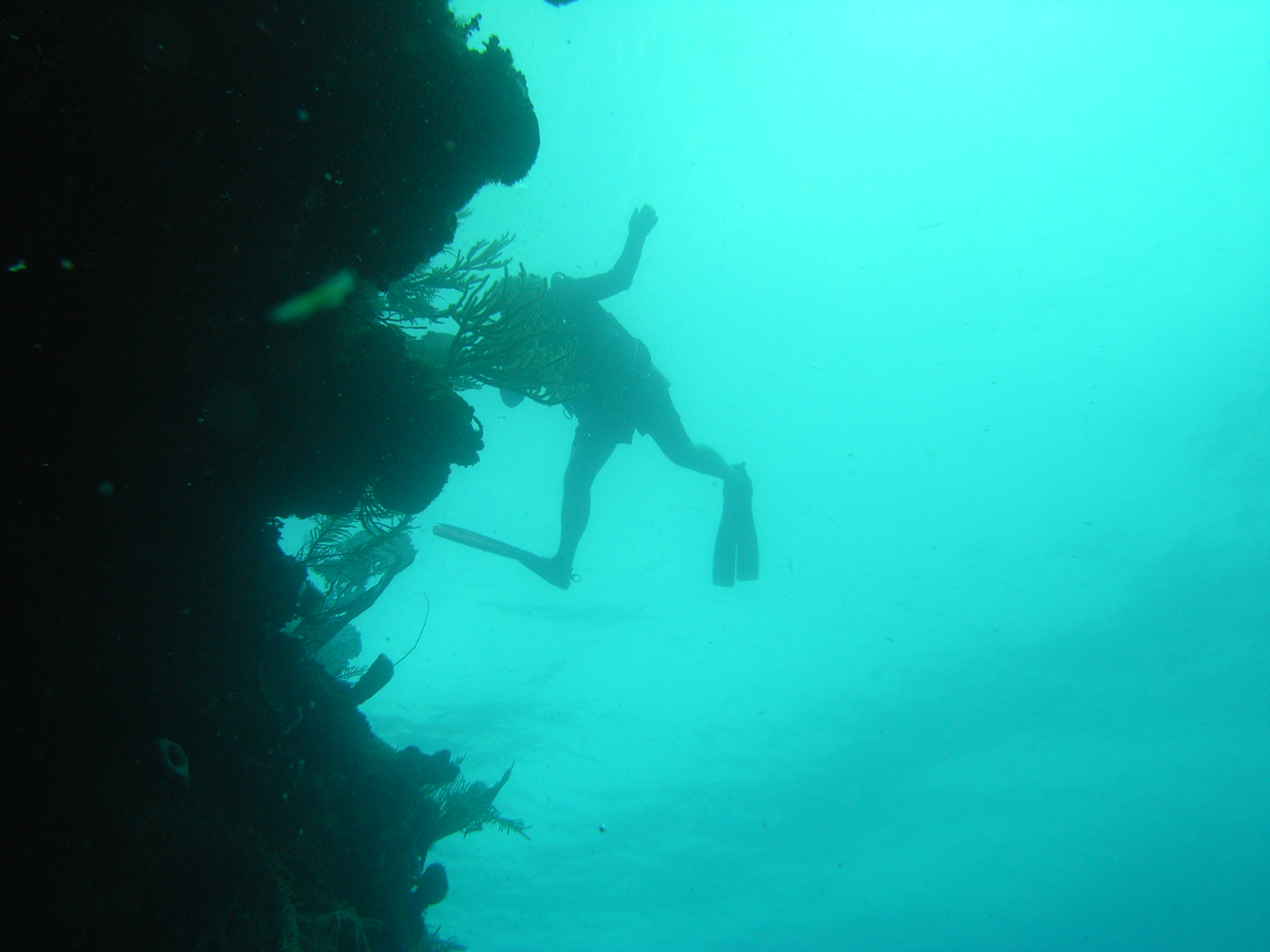 roitan sept 2011 2nd dive 50 ft max coco view
