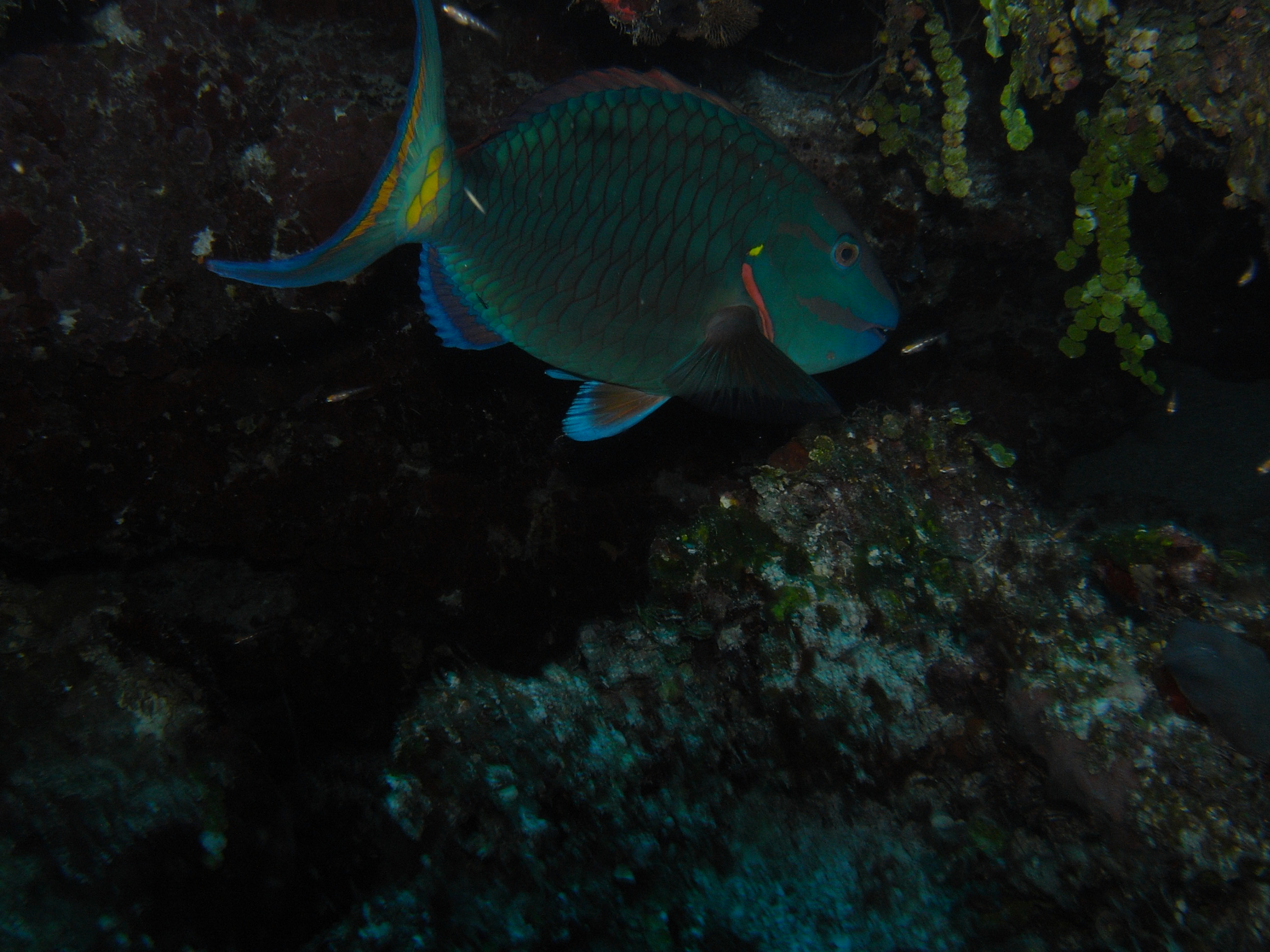 roitan sept 2011 2nd dive 50 ft max coco view