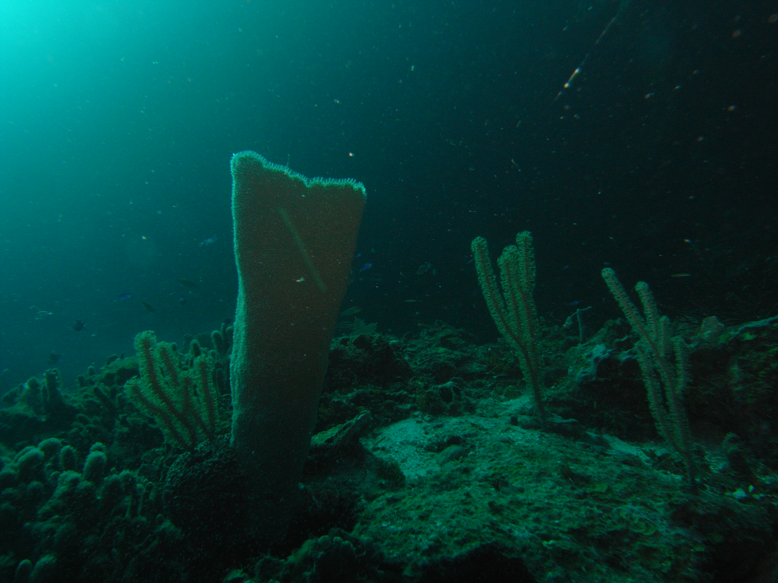 roitan sept 2011 2nd dive 50 ft max coco view