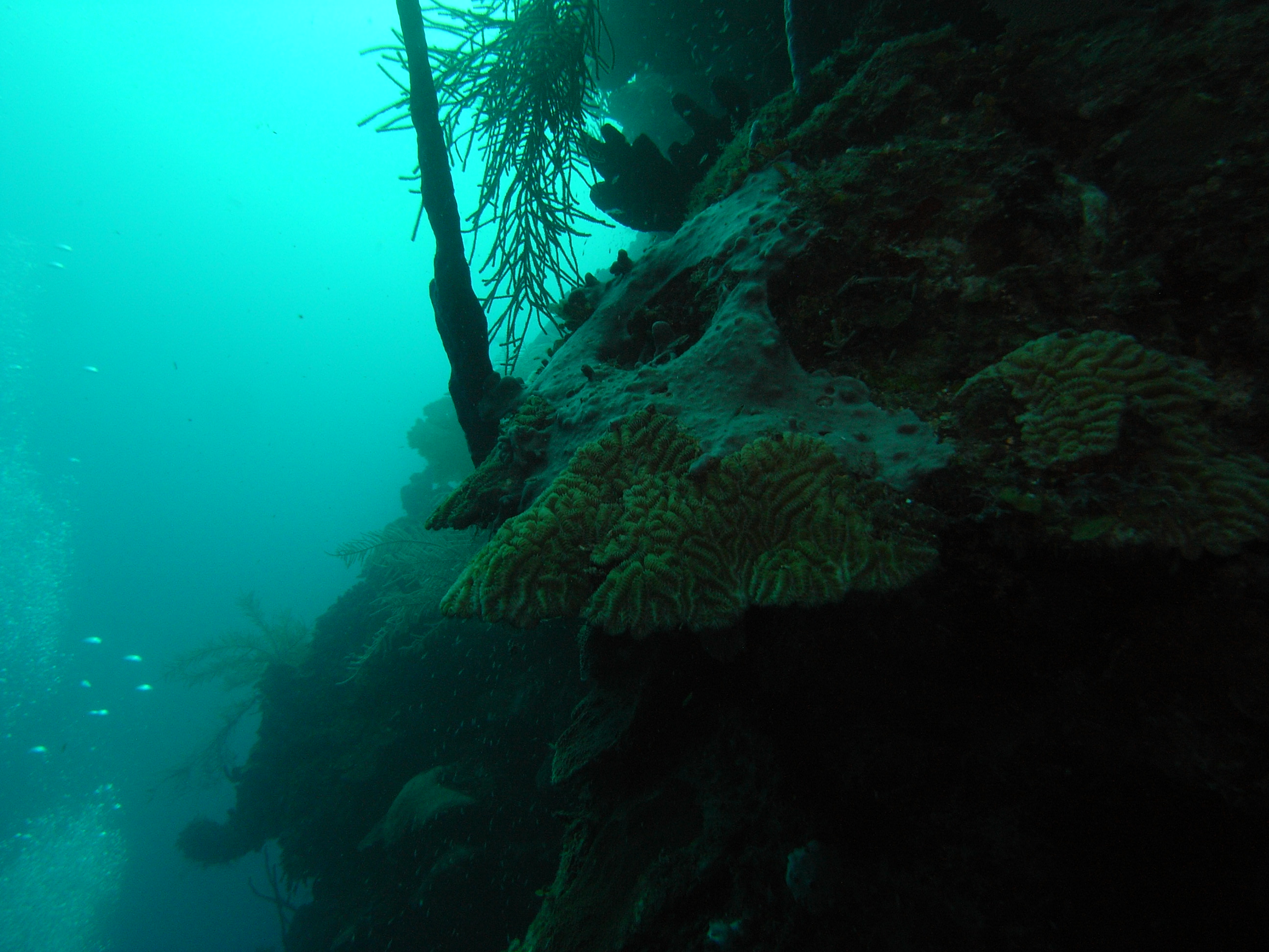 roitan sept 2011 2nd dive 50 ft max coco view