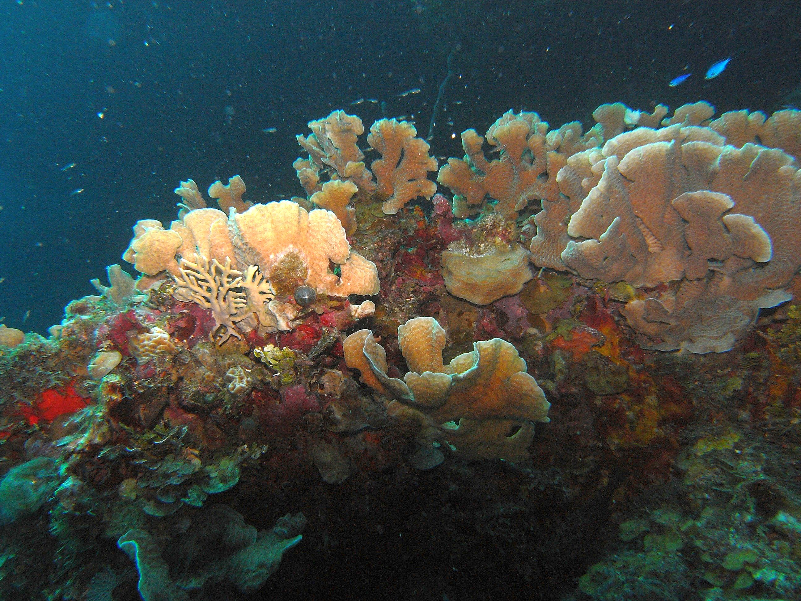 roitan sept 2011 2nd dive 50 ft max coco view