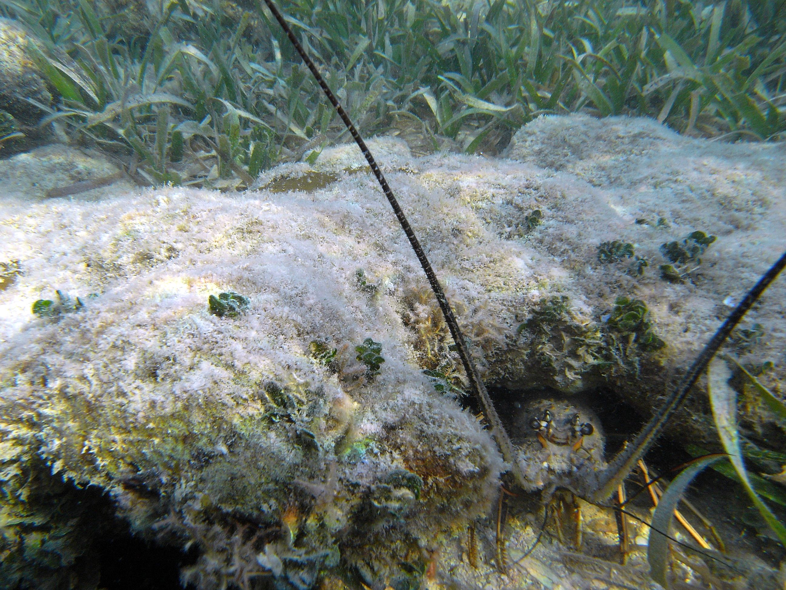 roitan sept 2011 2nd dive 50 ft max coco view