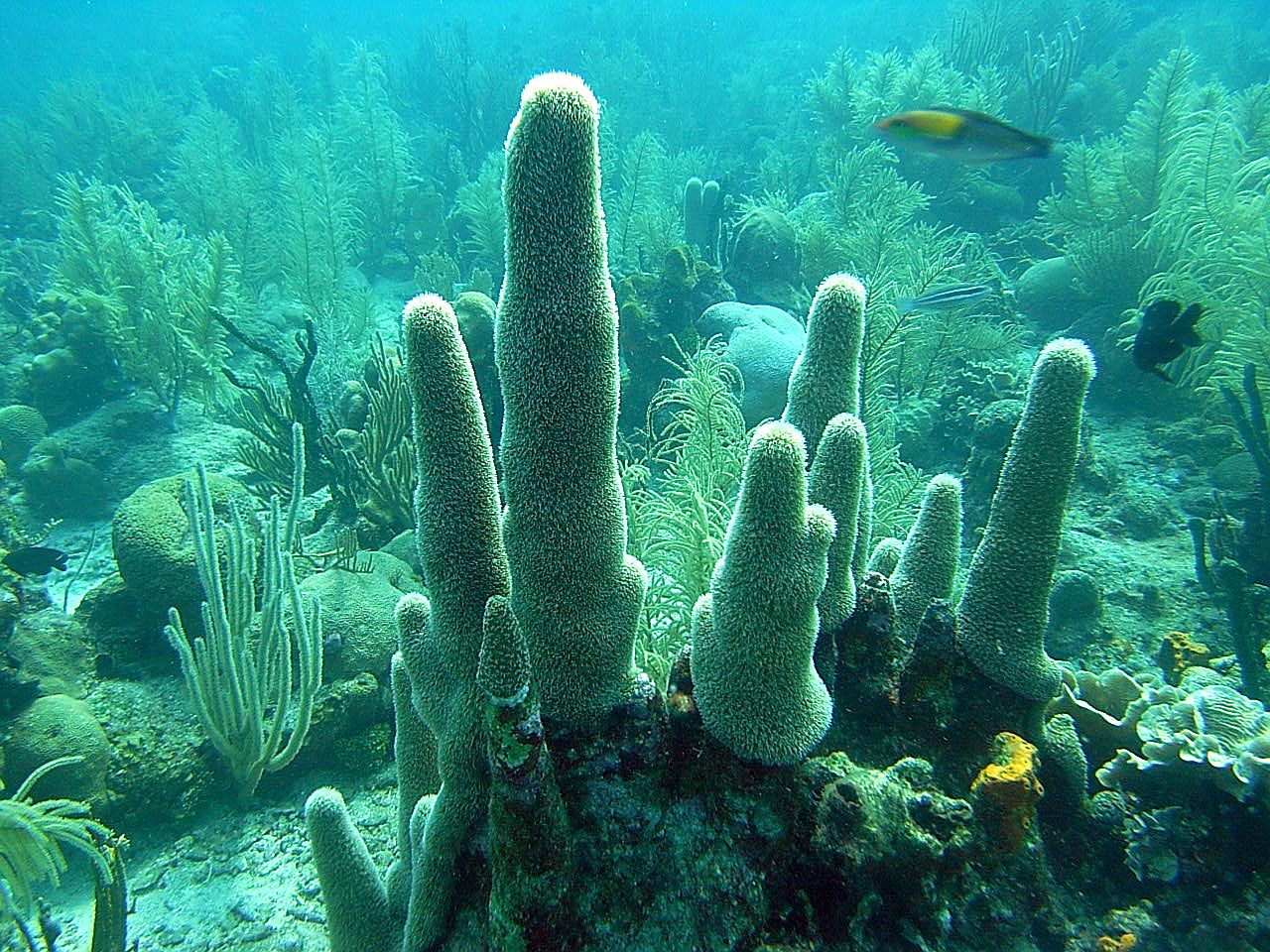 roitan sept 2011 2nd dive 50 ft max coco view