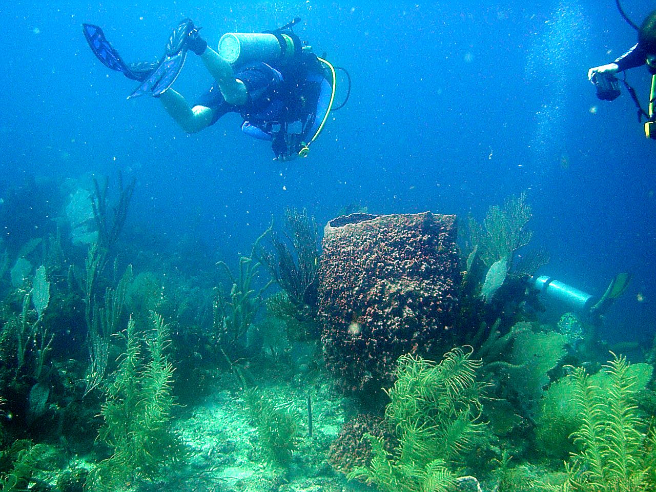 roitan sept 2011 2nd dive 50 ft max coco view