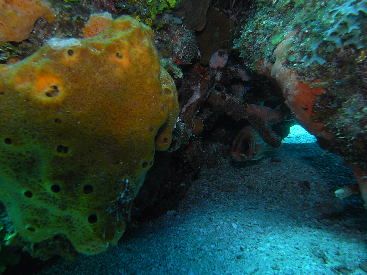 roitan sept 2011 2nd dive 50 ft max coco view