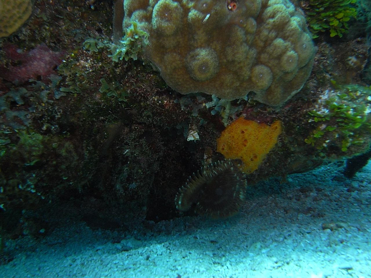 roitan sept 2011 2nd dive 50 ft max coco view