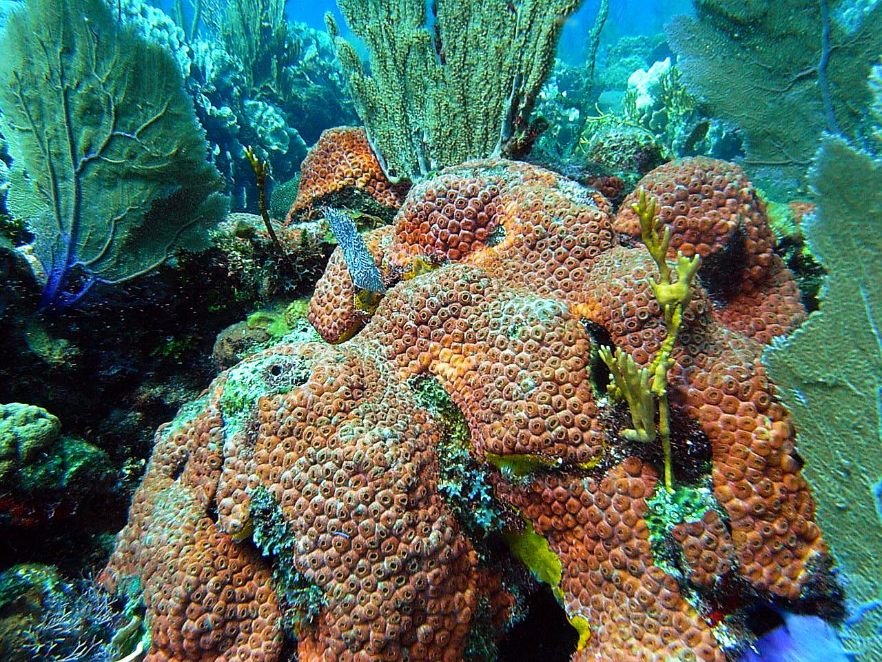 roitan sept 2011 2nd dive 50 ft max coco view