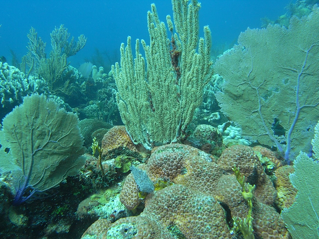 roitan sept 2011 2nd dive 50 ft max coco view