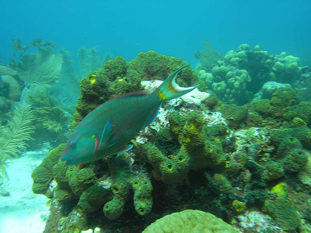 roitan sept 2011 2nd dive 50 ft max coco view