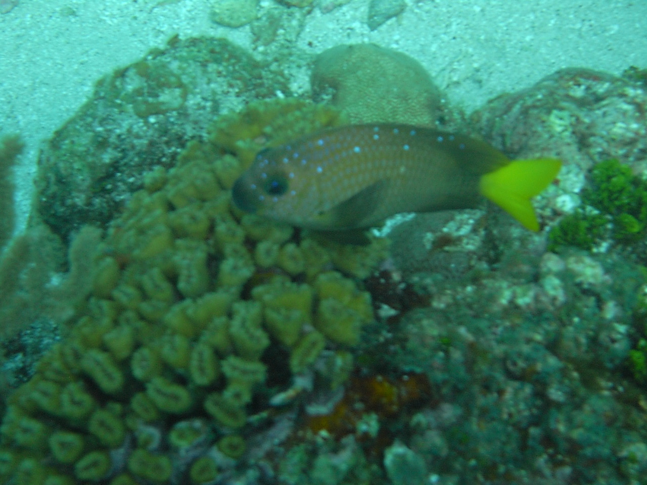 roitan sept 2011 2nd dive 50 ft max coco view
