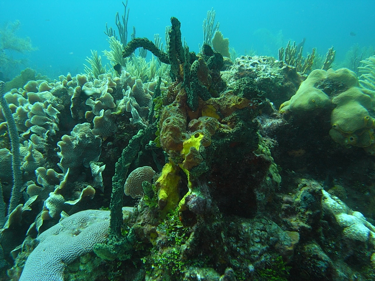 roitan sept 2011 2nd dive 50 ft max coco view