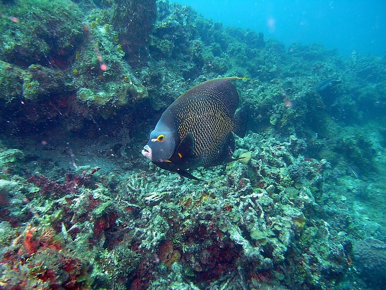 roitan sept 2011 2nd dive 50 ft max coco view