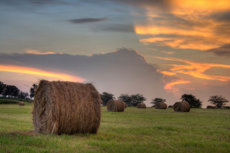 Rolled Hay on the Highveld