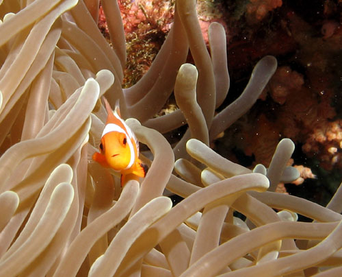 romblonclownfish03