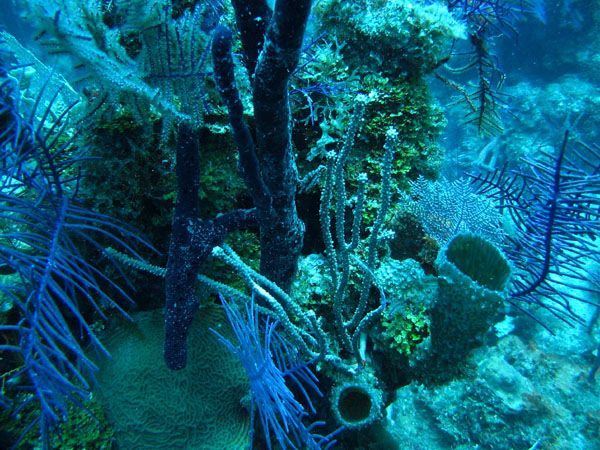 Rons_Wreck_Reef_sm