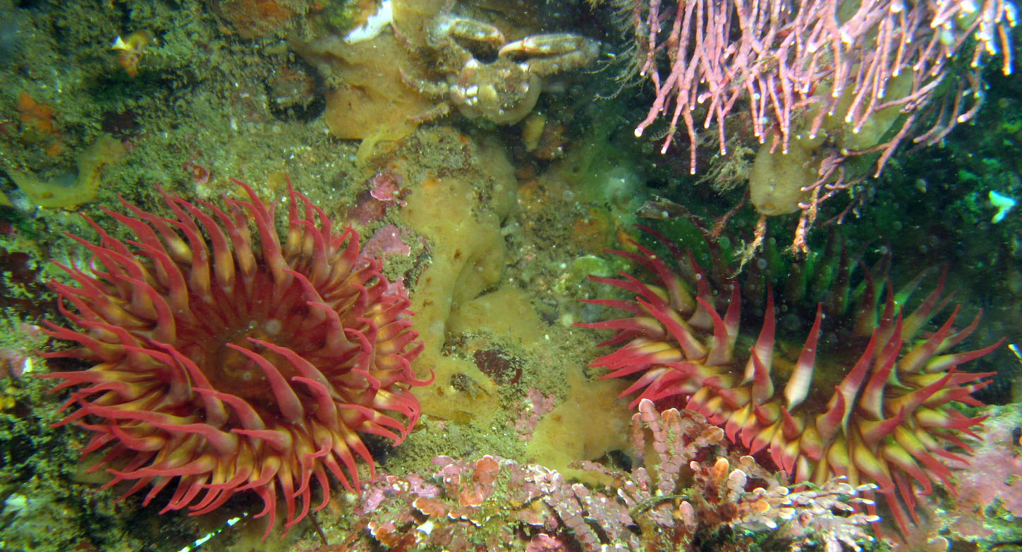 Rose Anemones with Crab