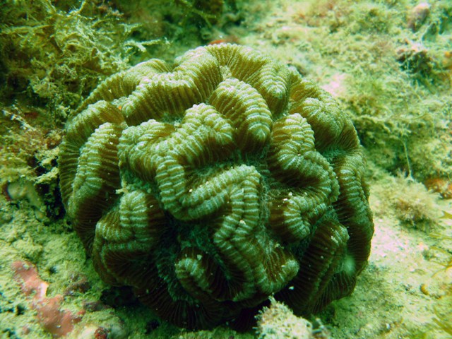 Rose coral