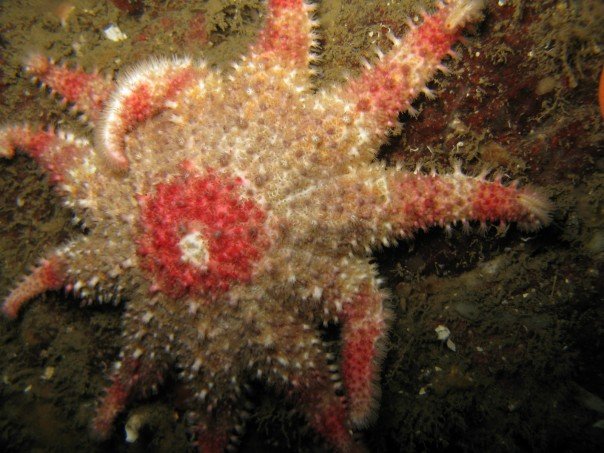 Rose Starfish