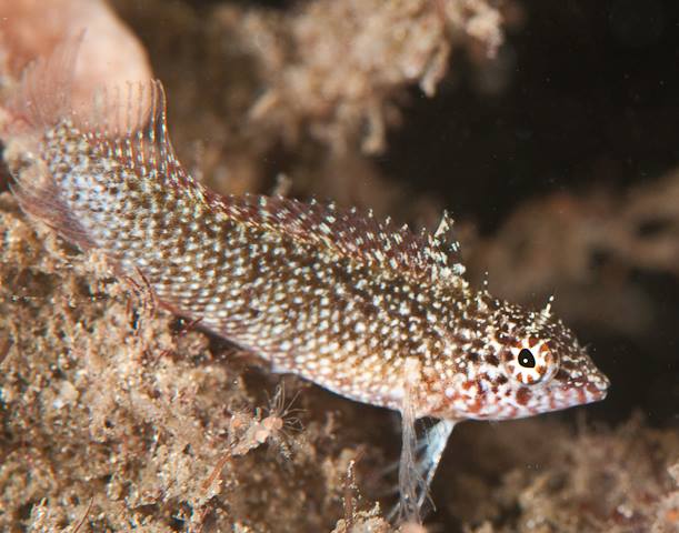rosy_blenny