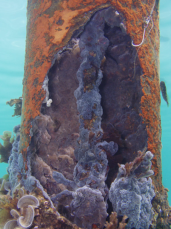 Rotting piling - Crystal Beach Old Pier - Destin