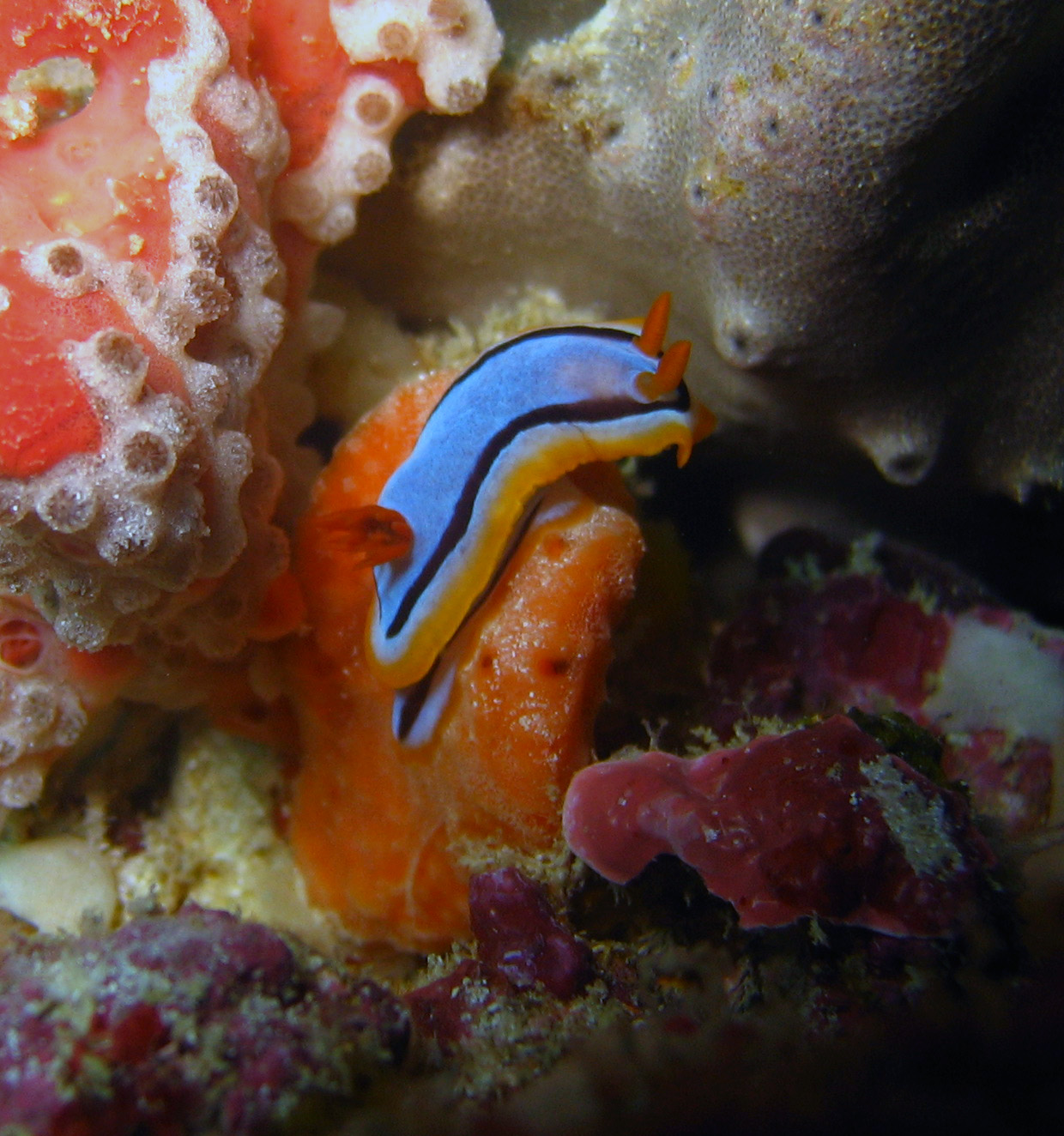 rottnest_nudi