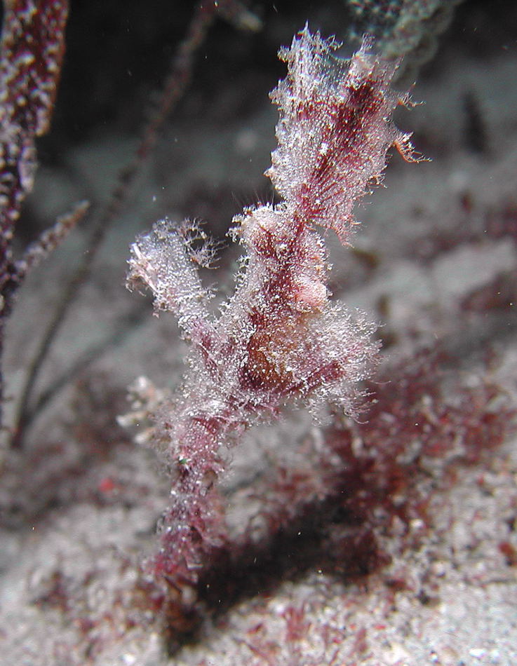 Rough Ghost Pipefish