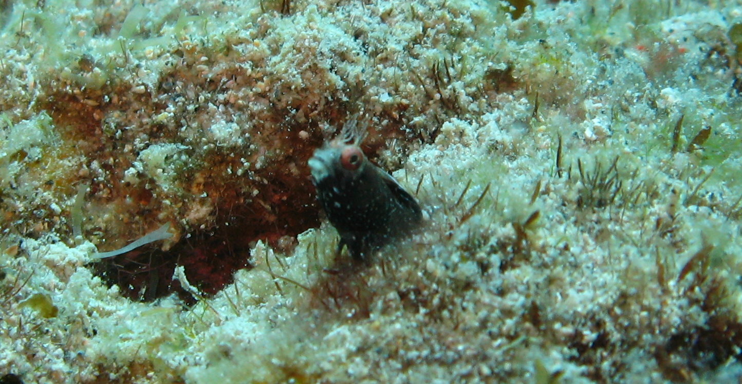 rough head blenny