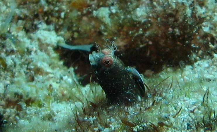 rough head blenny