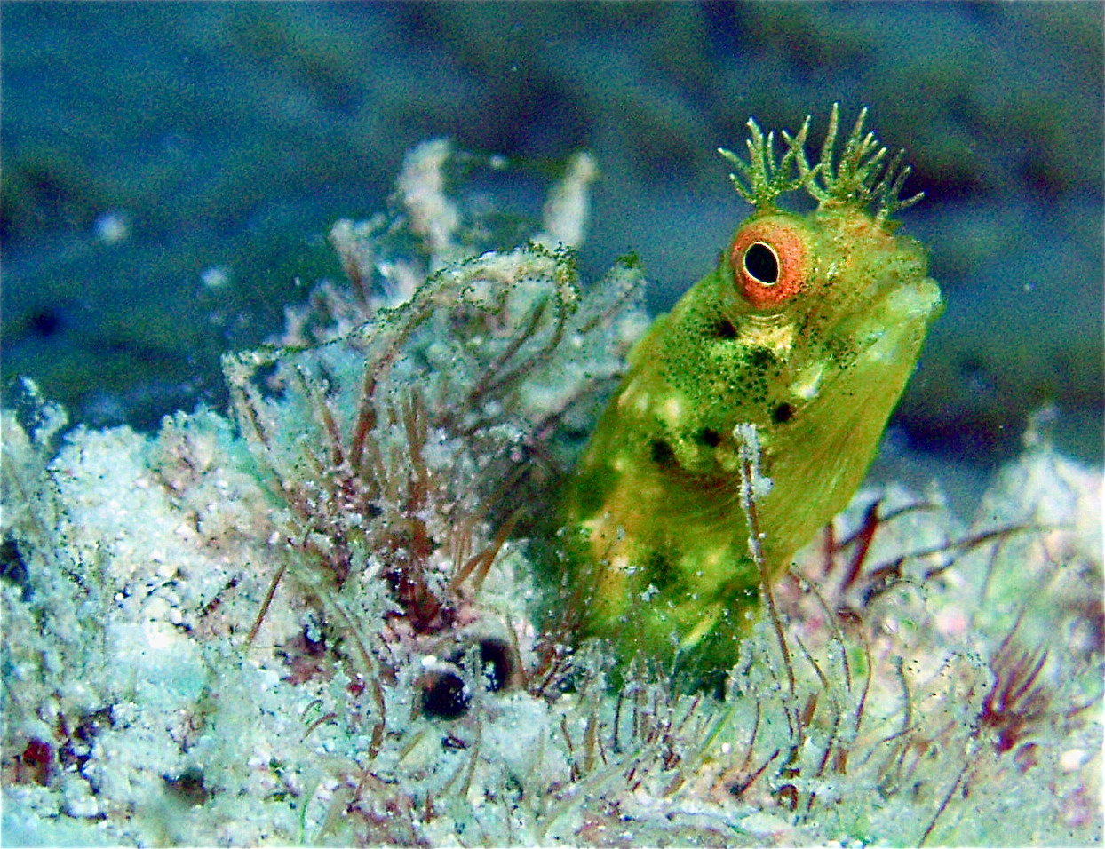 RoughHead Blennie, Roatan South side