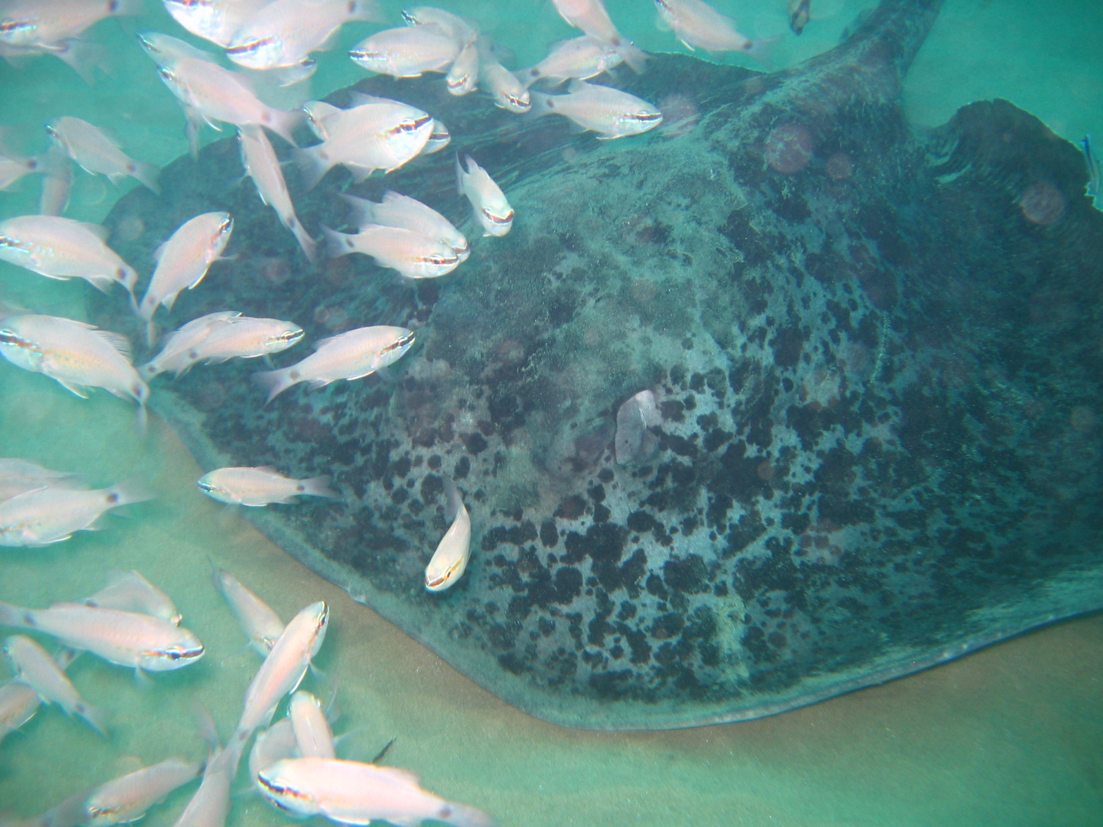 Round Ribbontail Ray