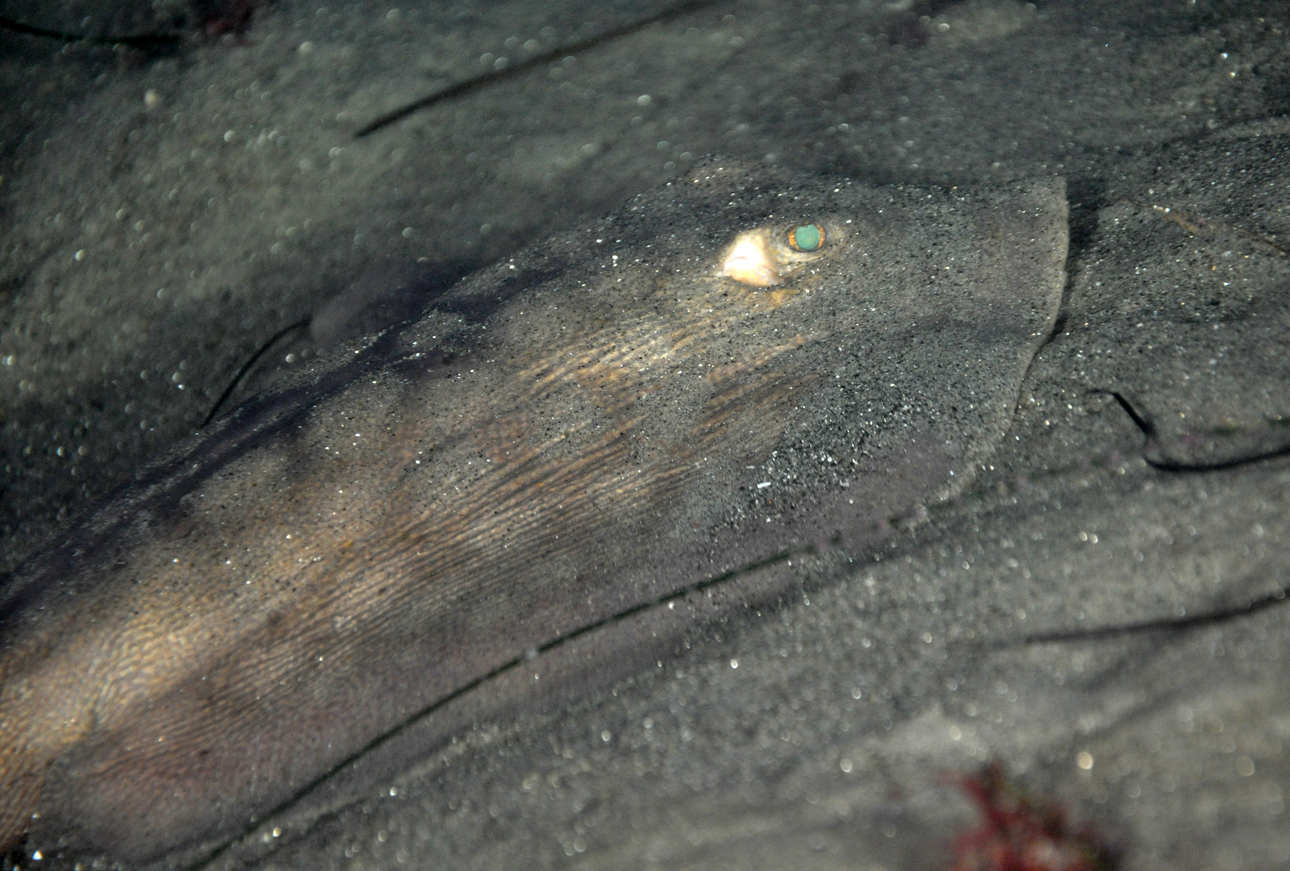 Round Stingray