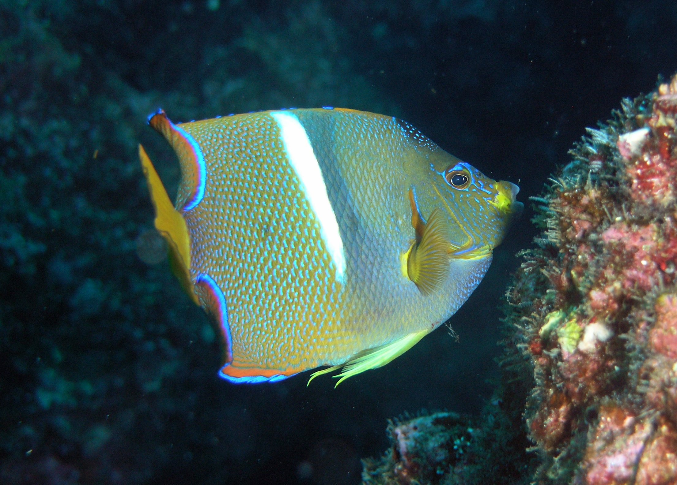 royal angelfish