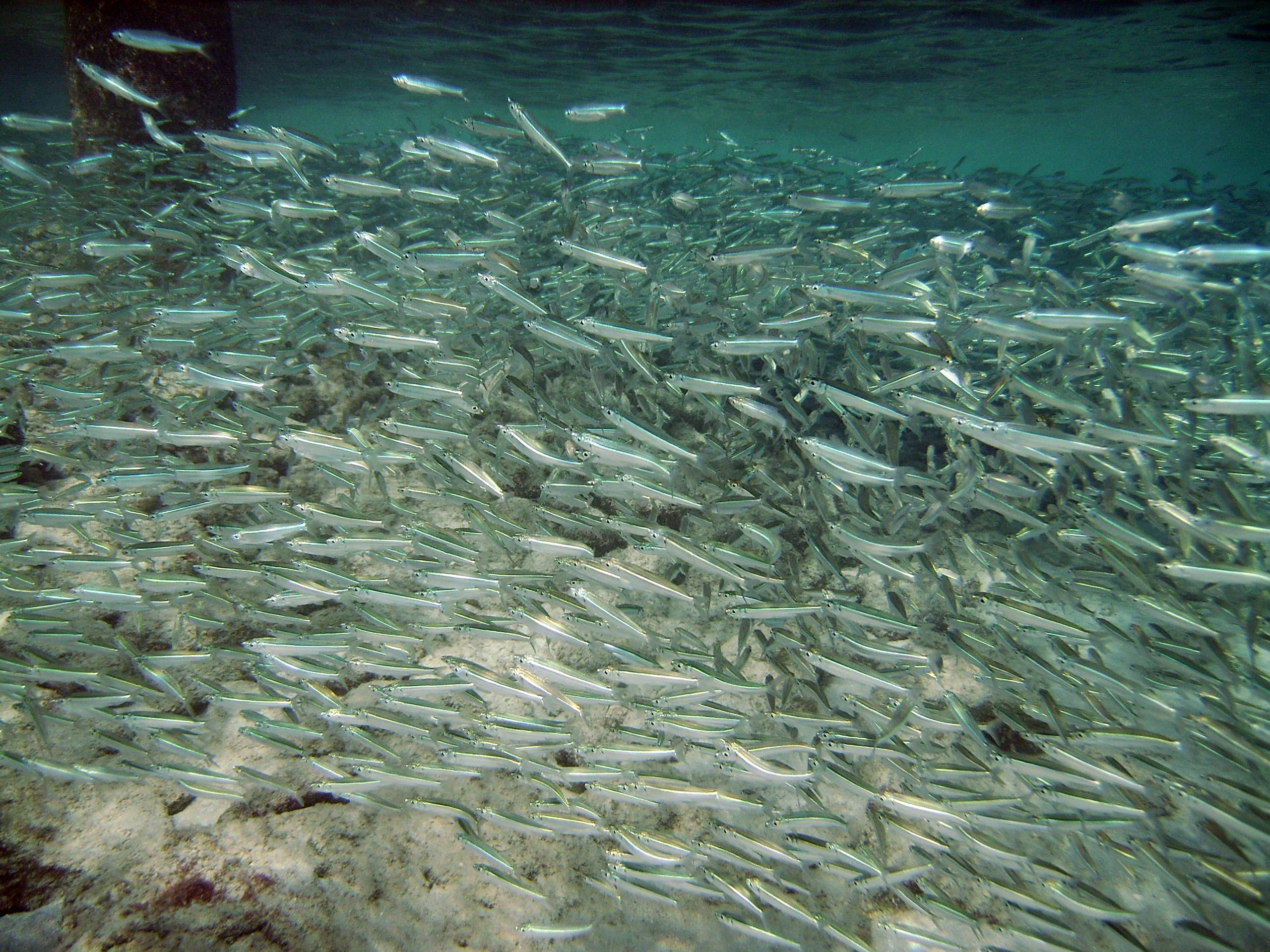 Rush hour in the shallows