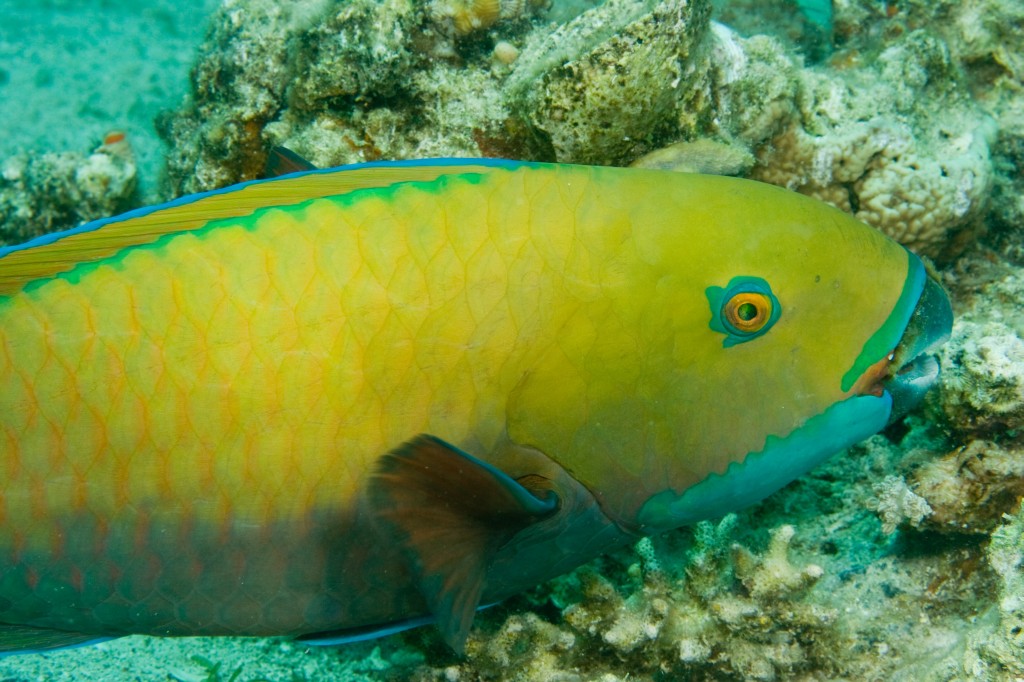 Rusty Parrot Fish (Scarus ferrugineus)
