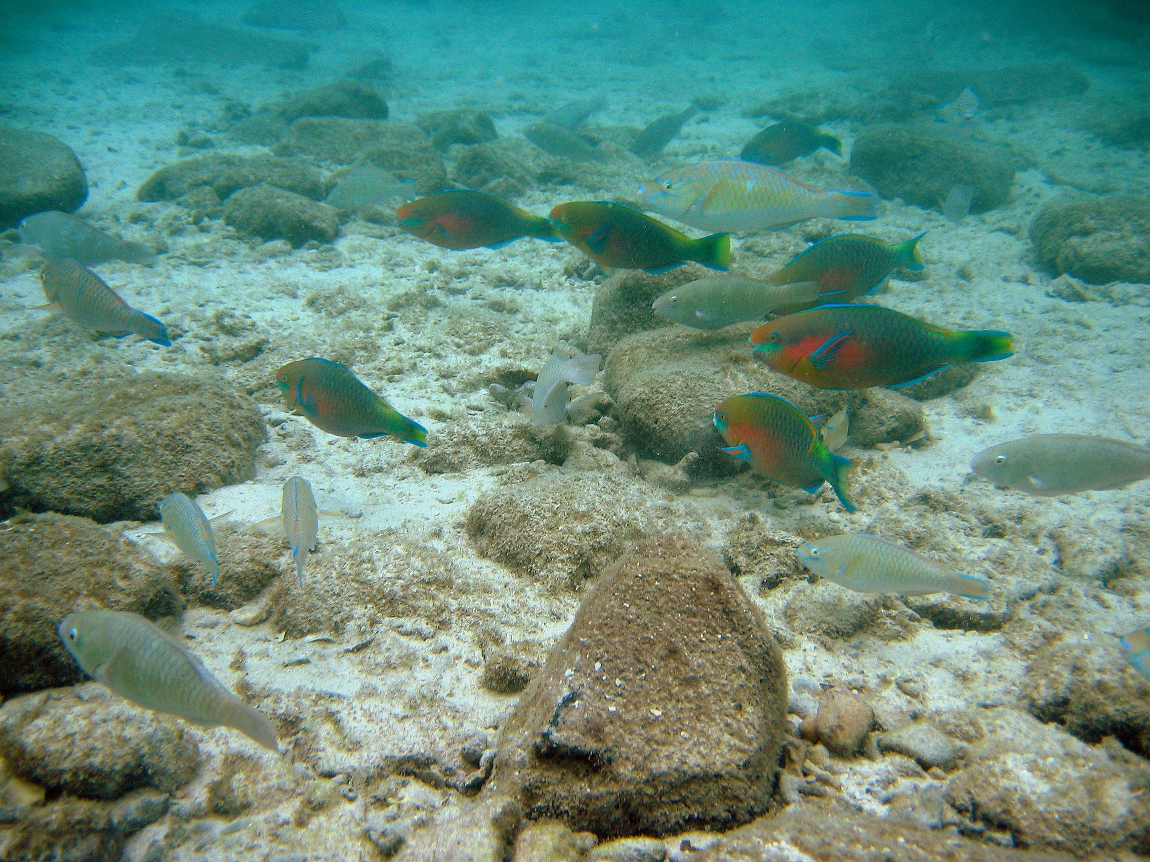 Rusty Parrotfish