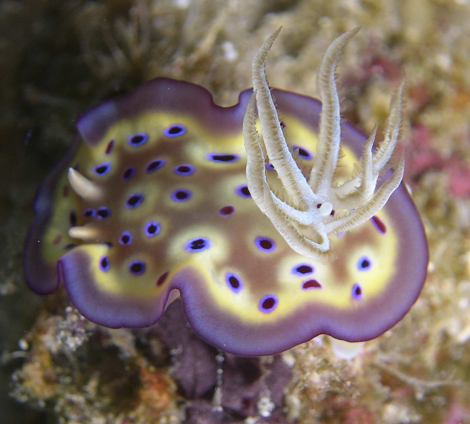 s-chromodoris2