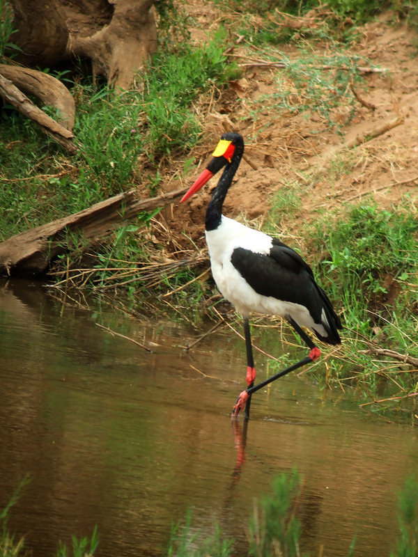 Saddle-billed Stork