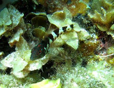 saddle blenny