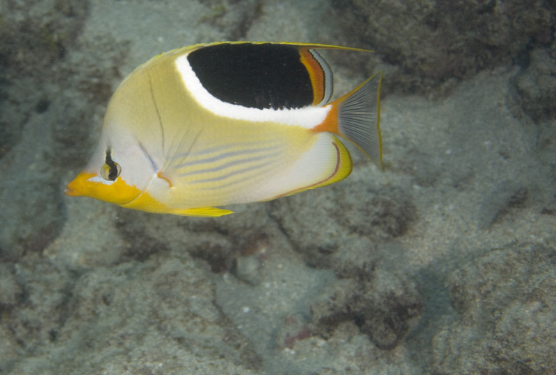 Saddleback Butterfly fish