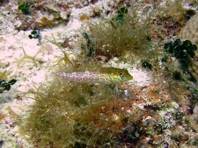 Saddled Blenny