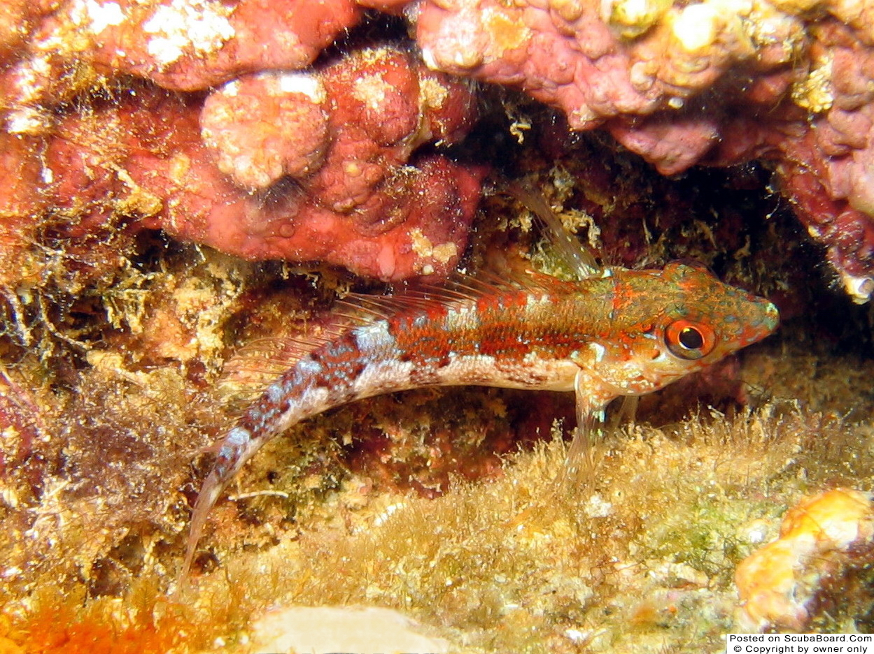 Saddled Blenny