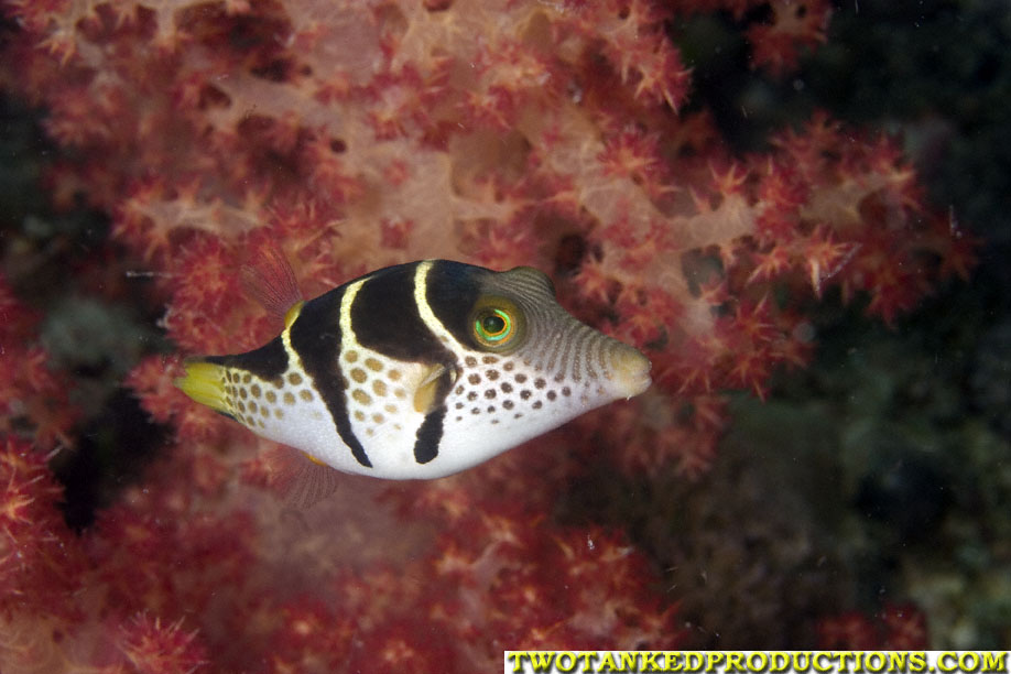 Saddled Toby Beqa Lagoon Fiji 07